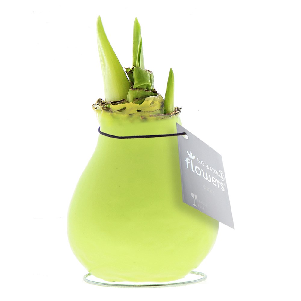 No Water Flowers® - Waxz® Colours - pastel groen