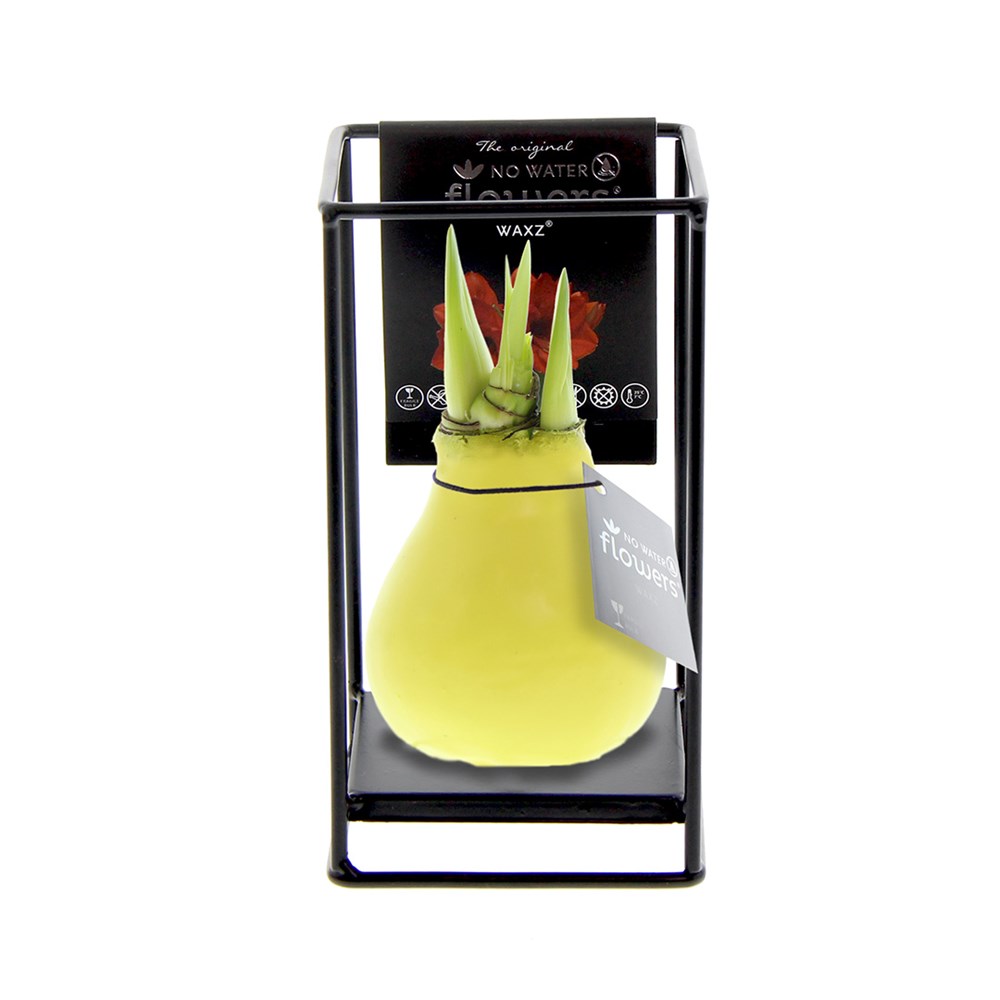 No Water Flowers® - Formz industrial - Pastel geel