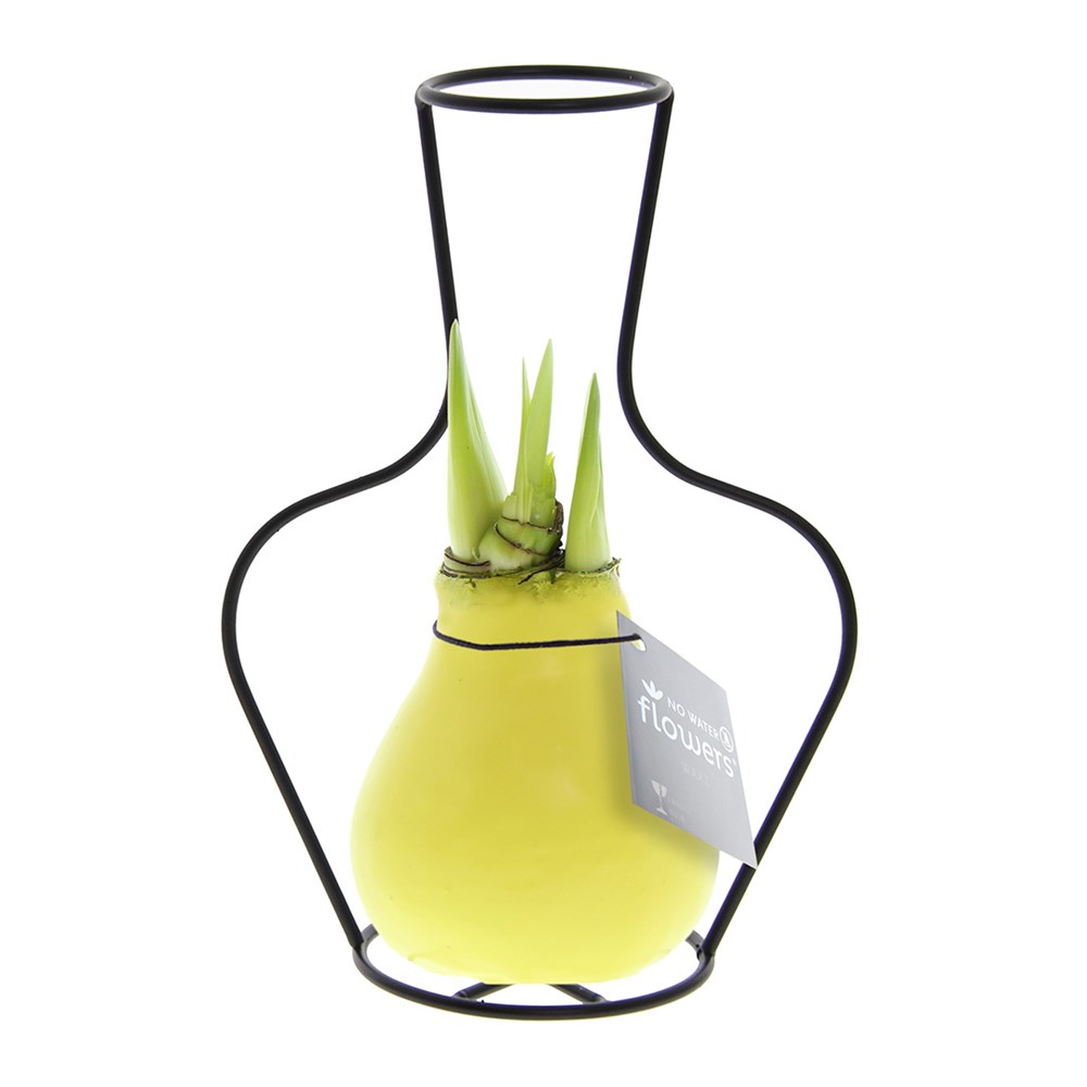 No Water Flowers® - Formz classic - Pastel geel