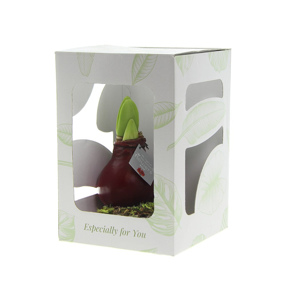 No Water Flowers® - Waxz® on wood, In giftbox, Zwart
