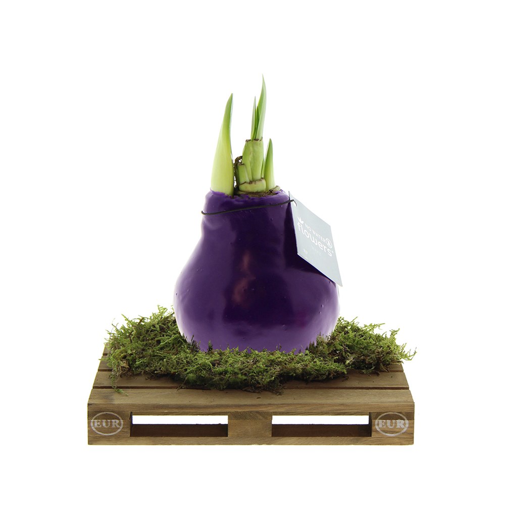 No Water Flowers® - Waxz® on pallet - Paars