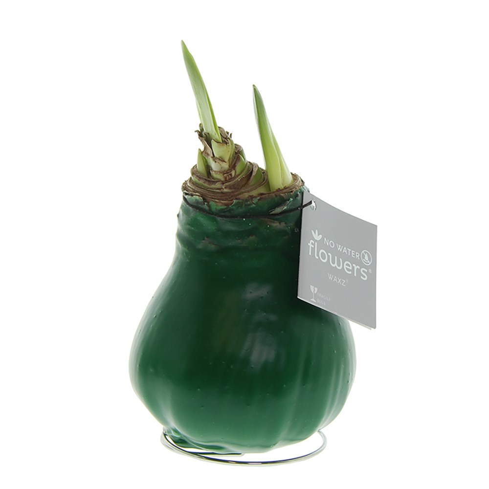 No Water Flowers® - Waxz® Colours - Donkergroen