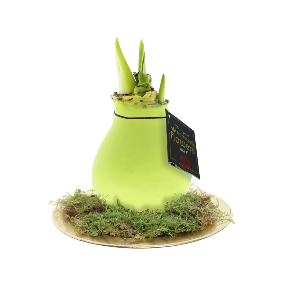 No Water Flowers® - Waxz® on golden dish - pastel groen