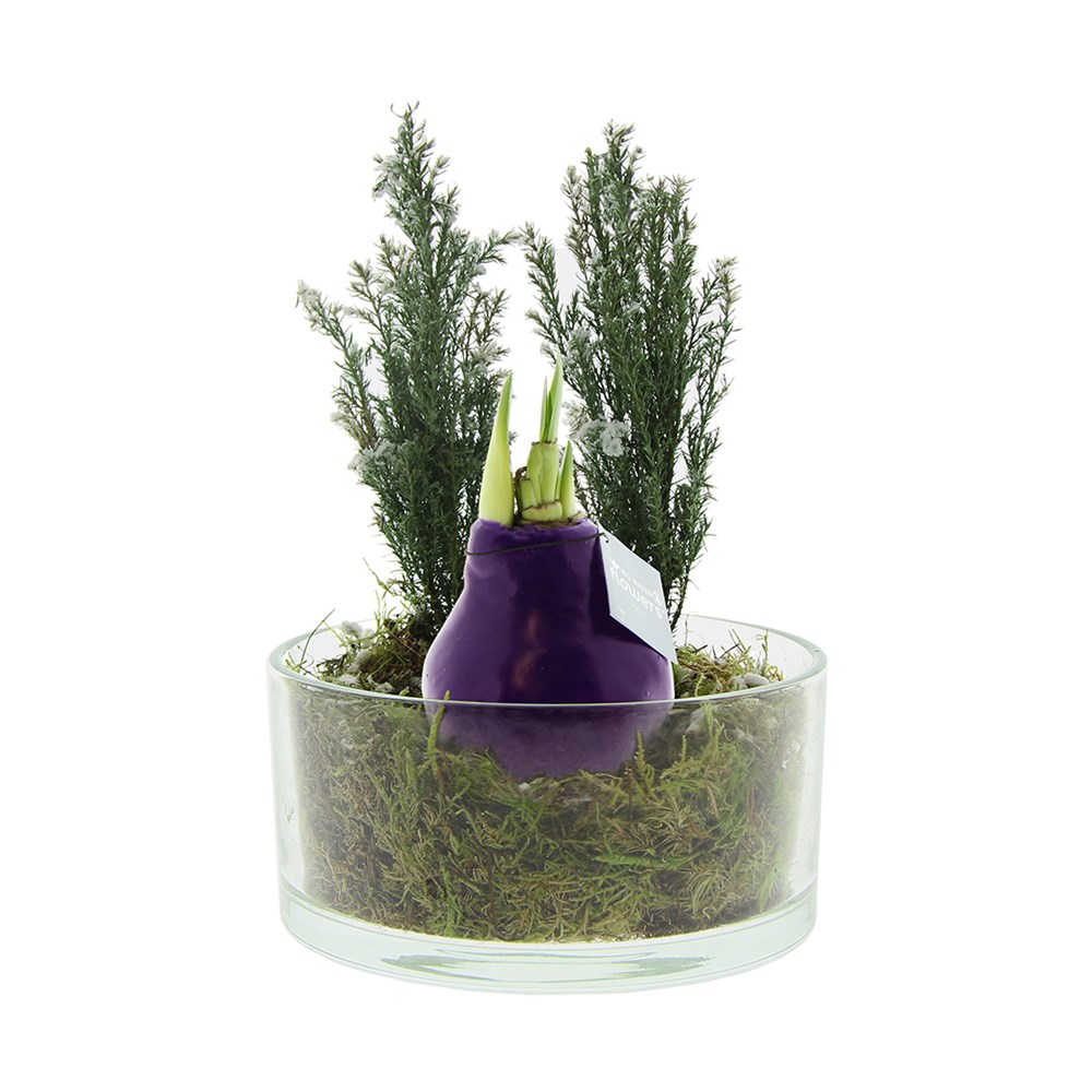 No Water Flowers® - Christmas glass elegance - Paars