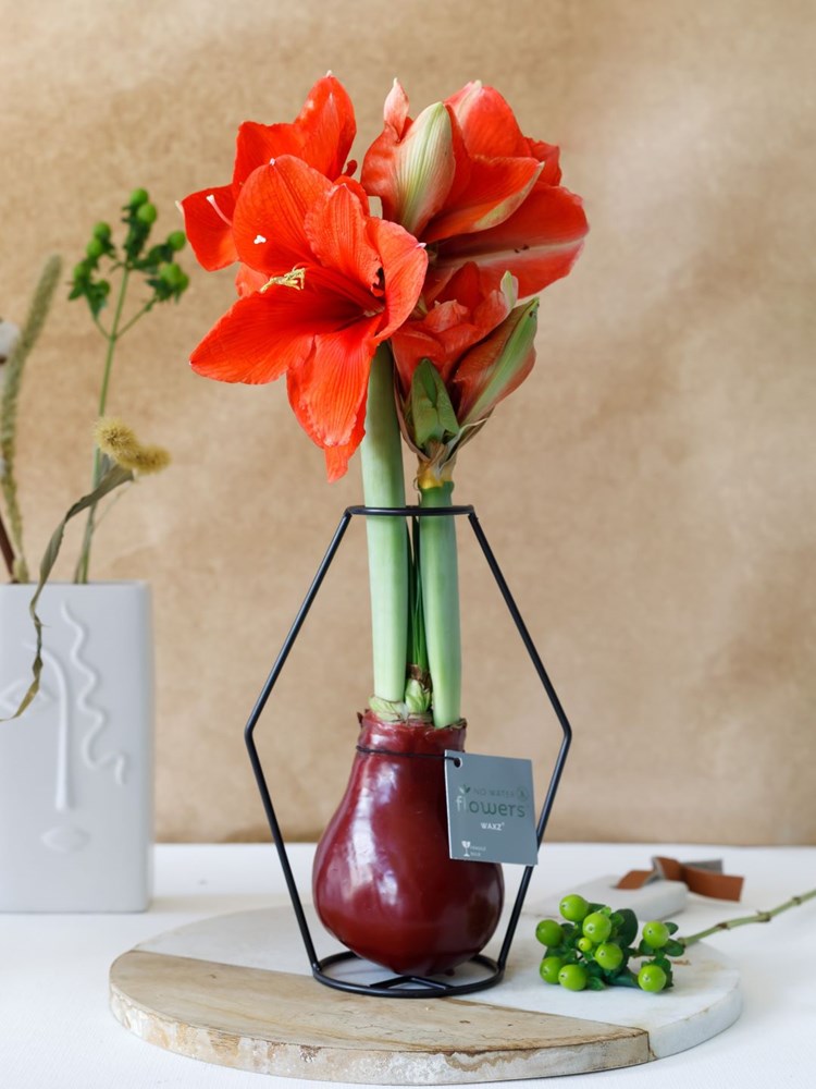 No Water Flowers® - Formz modern, In luxury box, Bordeaux