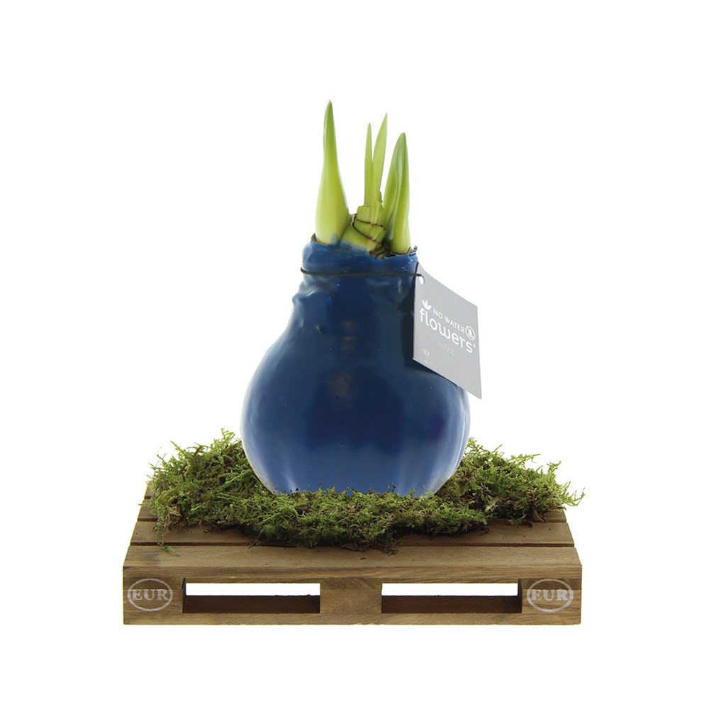 No Water Flowers® - Waxz® on pallet - donkerblauw