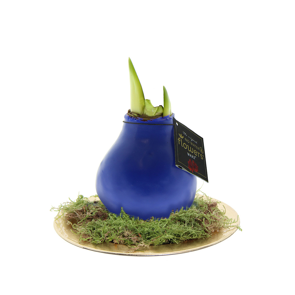 No Water Flowers® - Waxz® on golden dish - blauw
