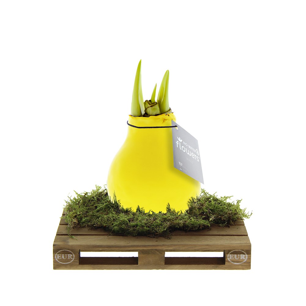 No Water Flowers® - Waxz® on pallet - geel