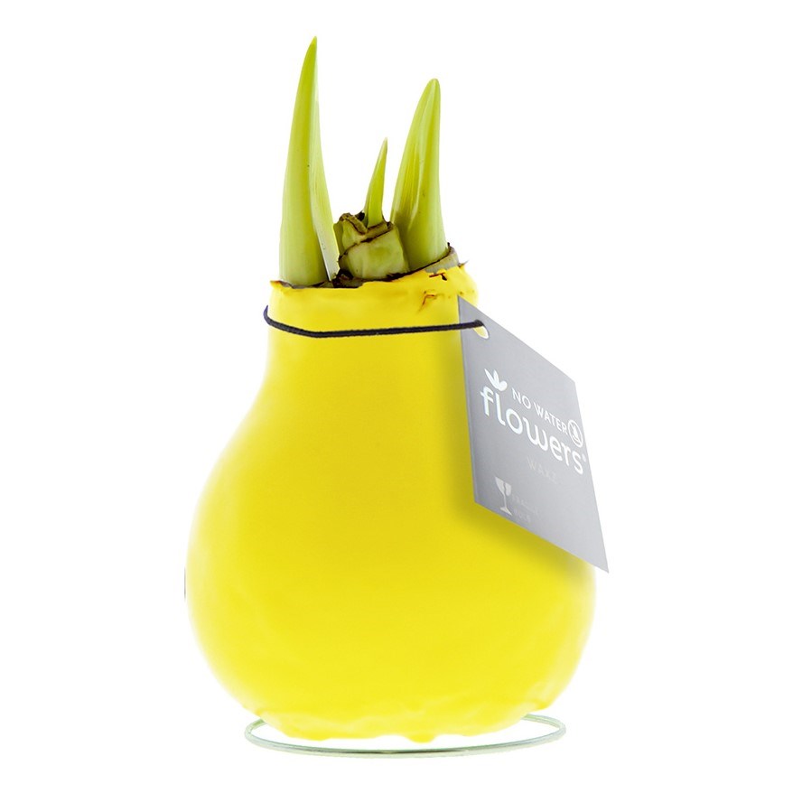 No Water Flowers® - Waxz® Colours - geel
