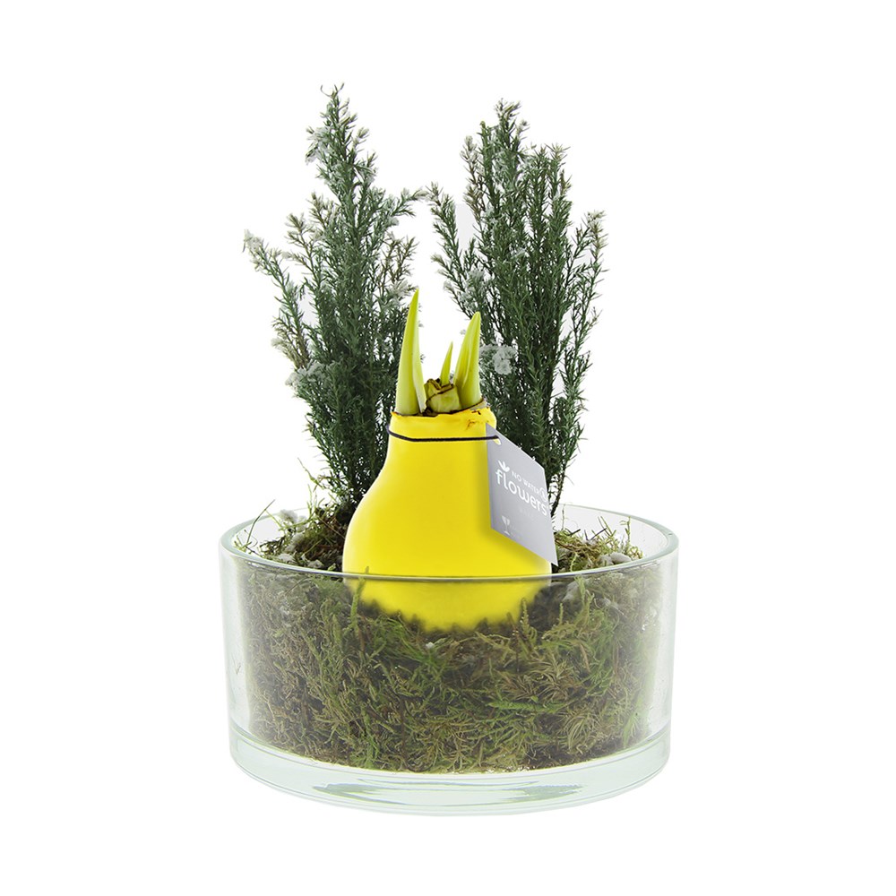 No Water Flowers® - Christmas glass elegance - geel