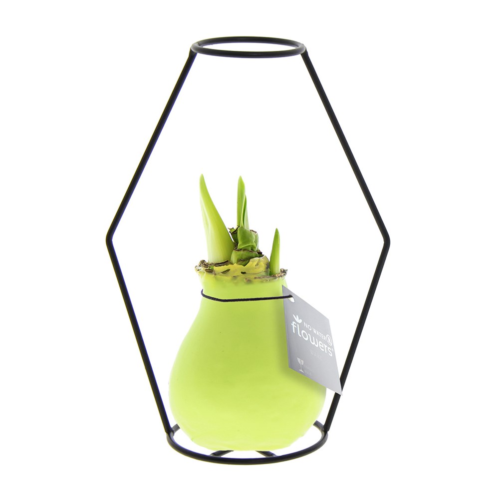 No Water Flowers® - Formz modern - pastel groen