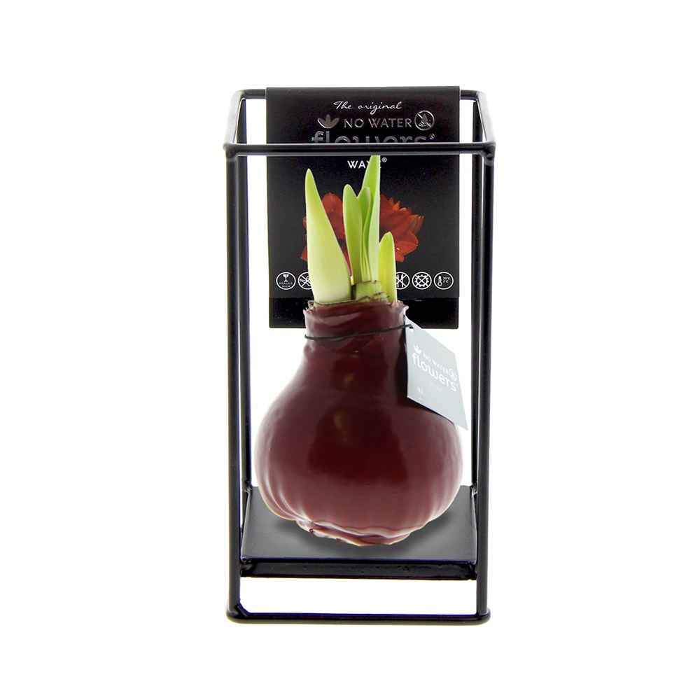 No Water Flowers® - Formz industrial - Bordeaux