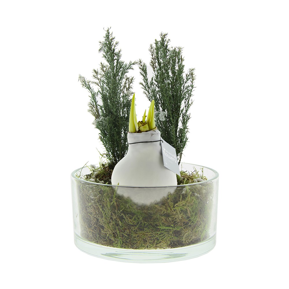 No Water Flowers® - Christmas glass elegance - wit