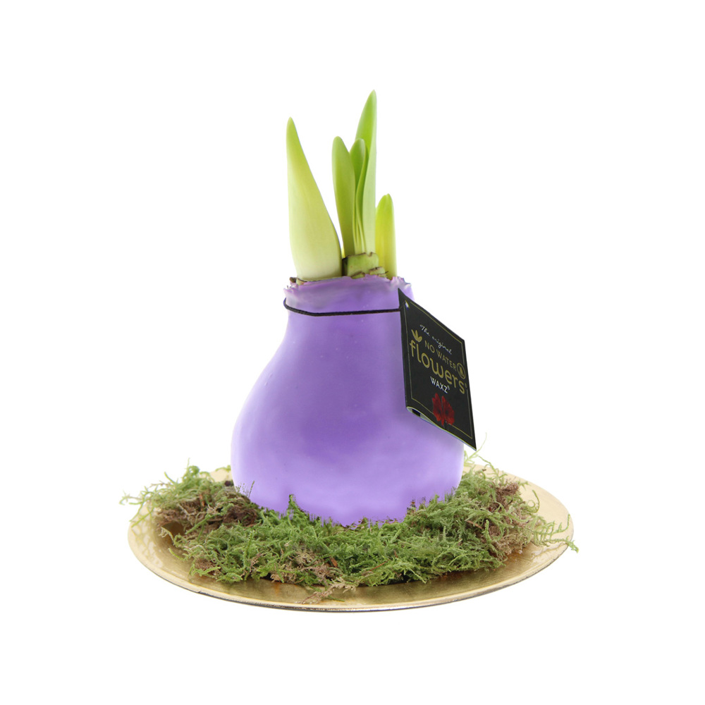 No Water Flowers® - Waxz® on golden dish - Pastel paars