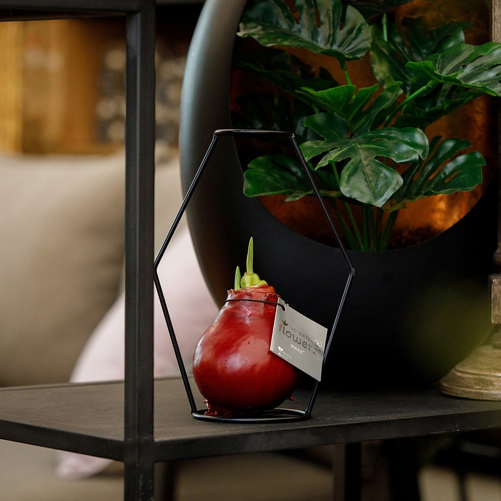 No Water Flowers® - Formz modern, In luxury box, Bordeaux