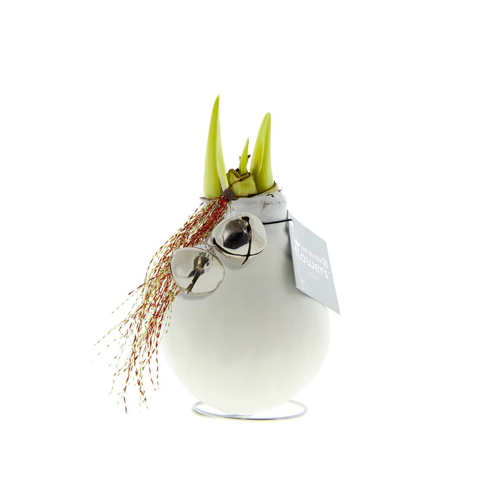 No Water Flowers® - Jingle Bellz - wit