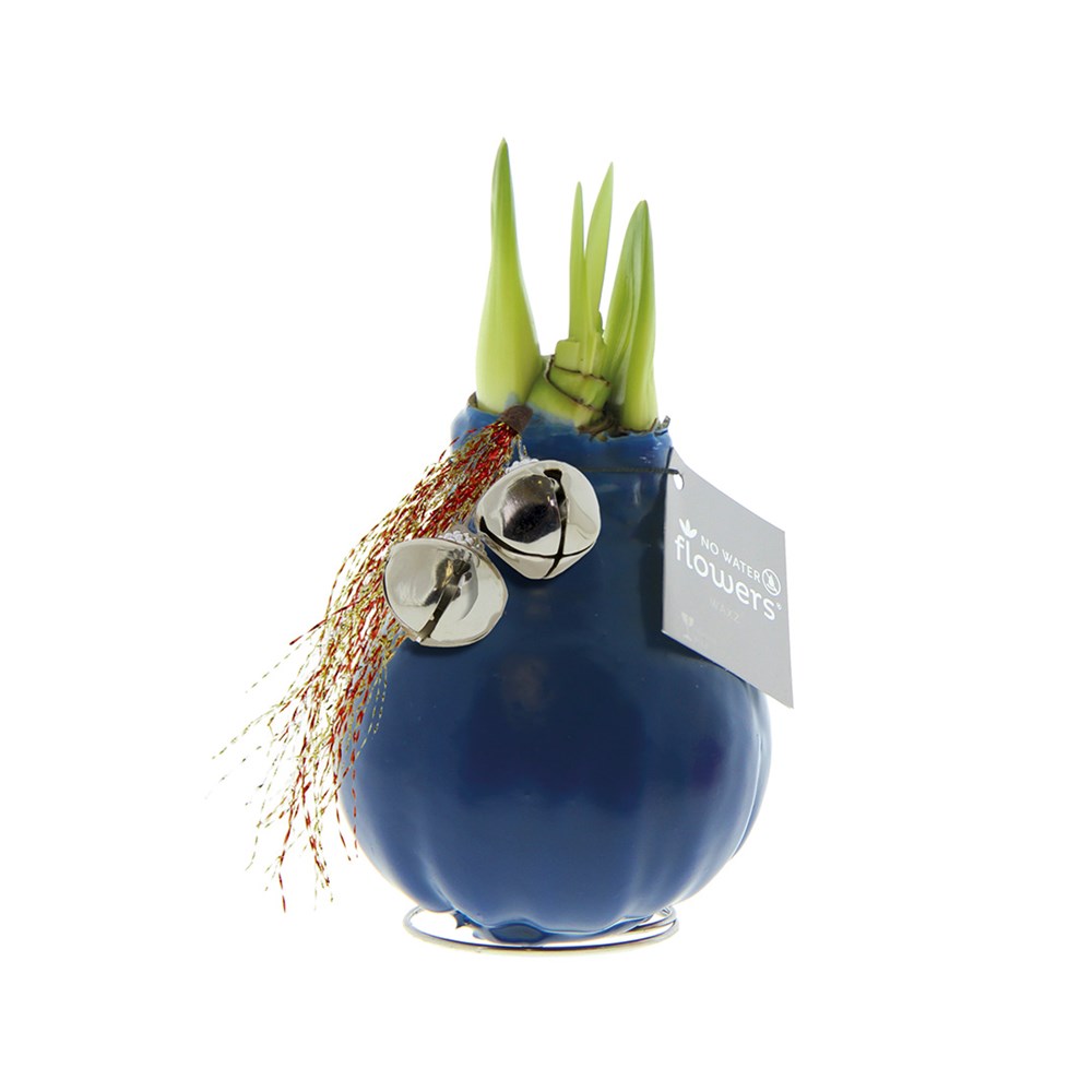 No Water Flowers® - Jingle Bellz - donkerblauw