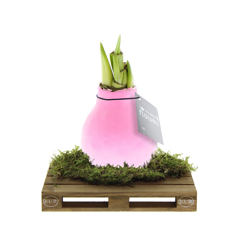 No Water Flowers® - Waxz® on pallet - pastel roze