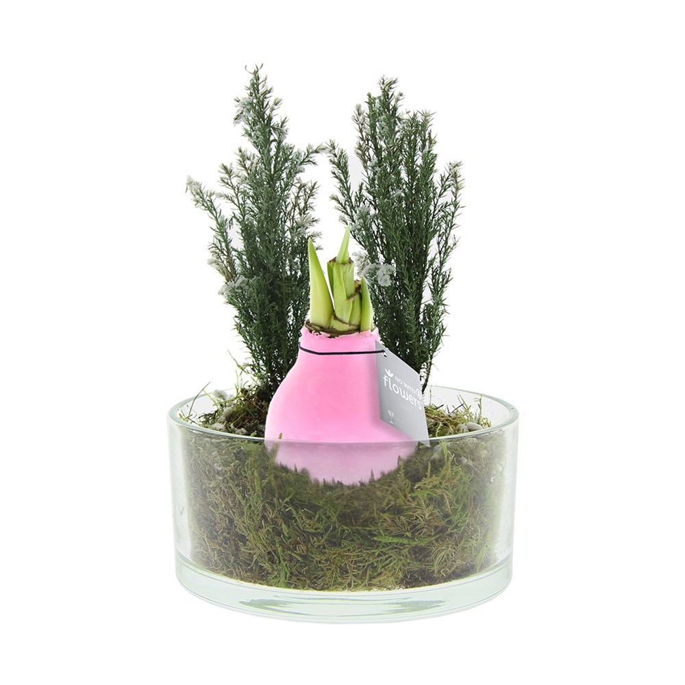 No Water Flowers® - Christmas glass elegance - pastel roze