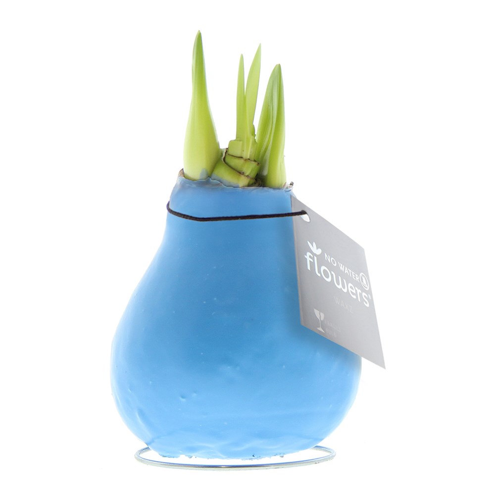 No Water Flowers® - Waxz® Colours - pastel blauw