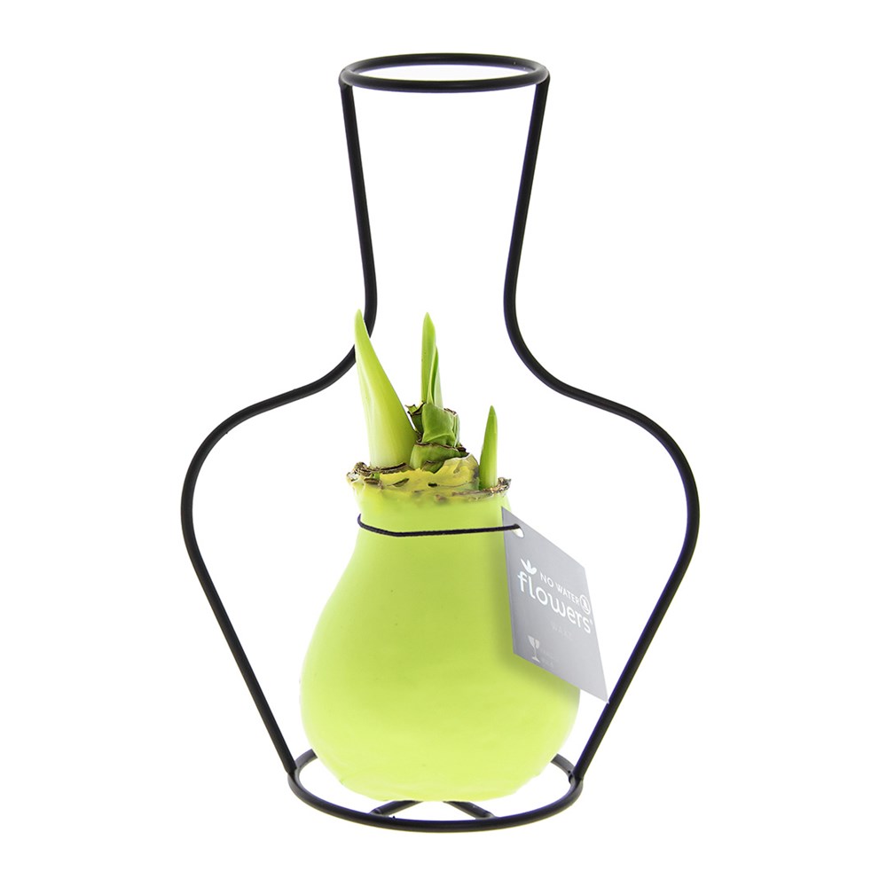 No Water Flowers® - Formz classic - pastel groen
