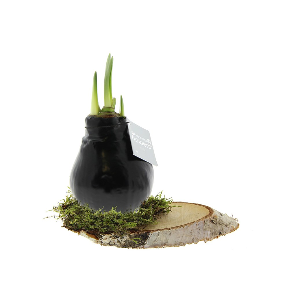 No Water Flowers® - Waxz® on wood - zwart