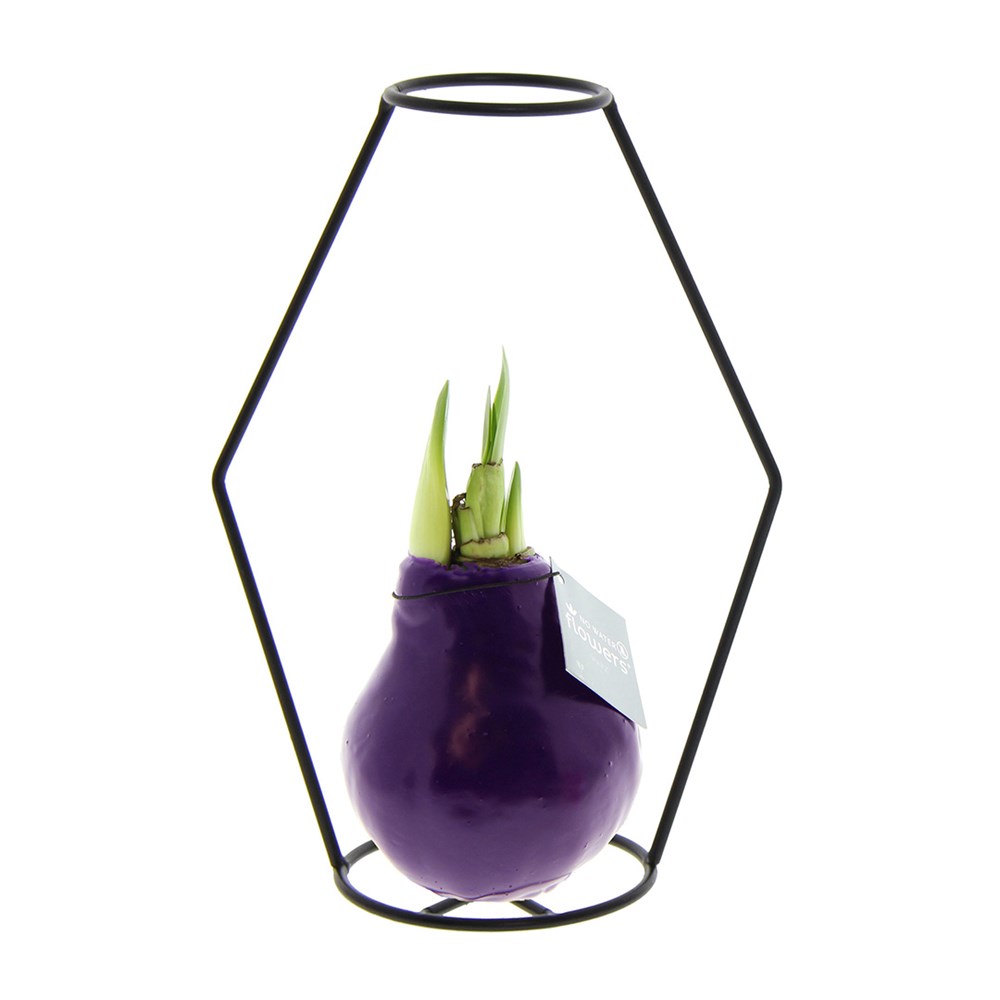 No Water Flowers® - Formz modern - Paars