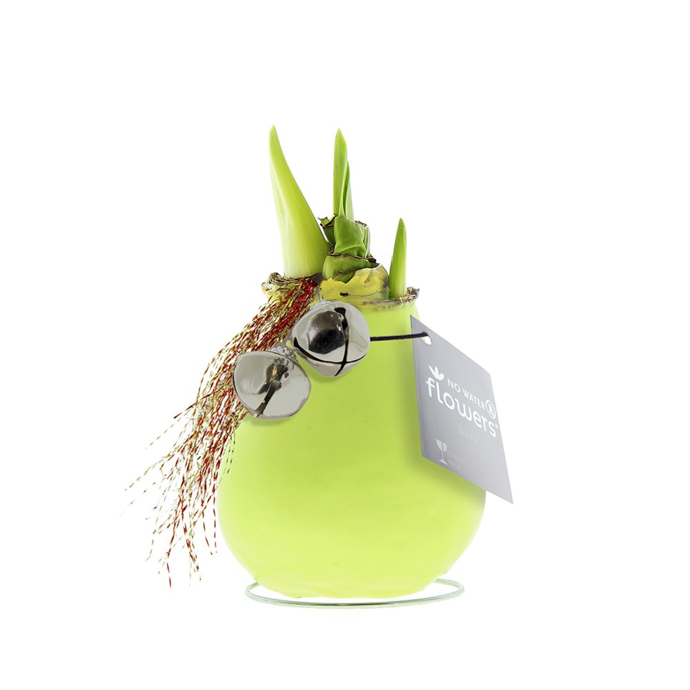 No Water Flowers® - Jingle Bellz - pastel groen