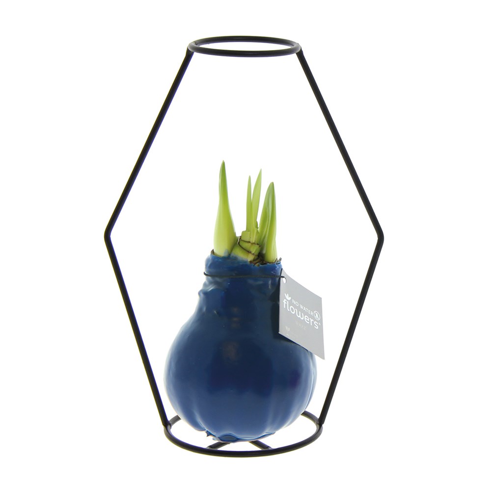 No Water Flowers® - Formz modern - donkerblauw