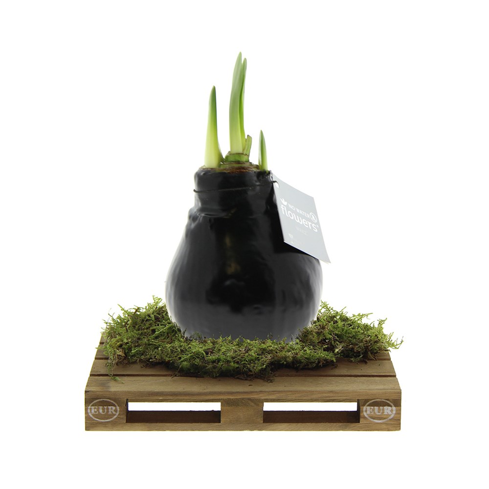 No Water Flowers® - Waxz® on pallet - zwart