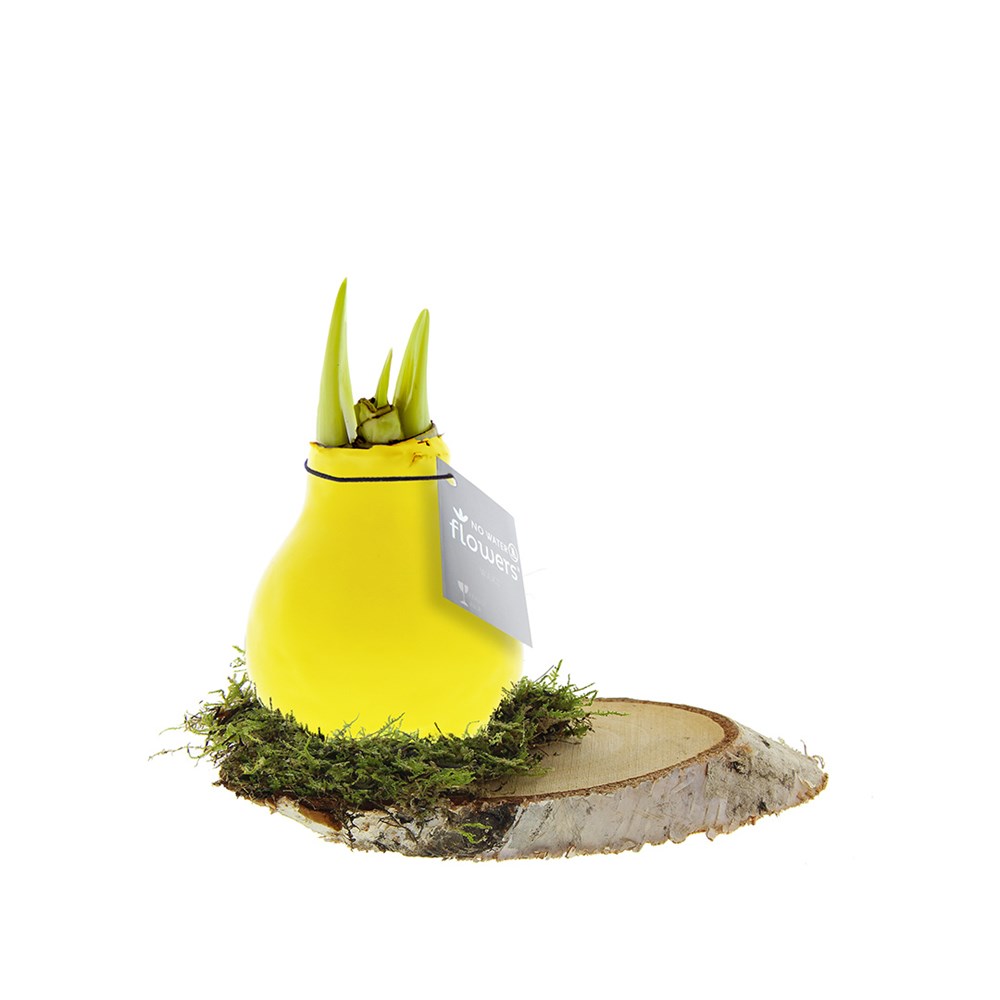 No Water Flowers® - Waxz® on wood - geel