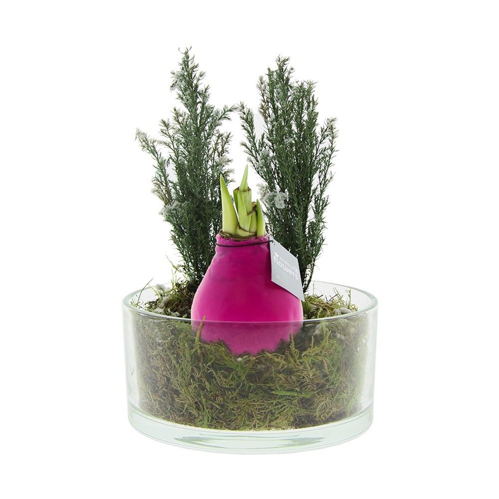 No Water Flowers® - Christmas glass elegance - roze