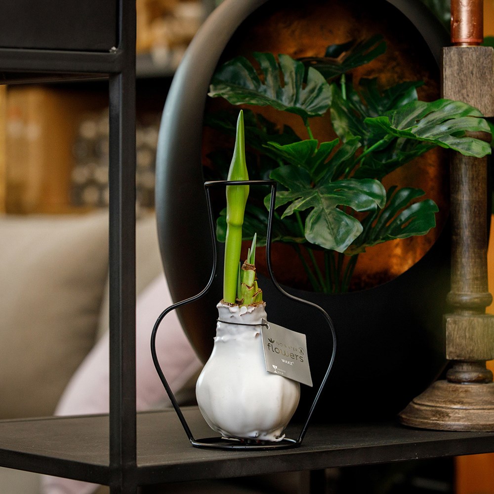No Water Flowers® - Formz classic, Zonder verpakking, Zwart