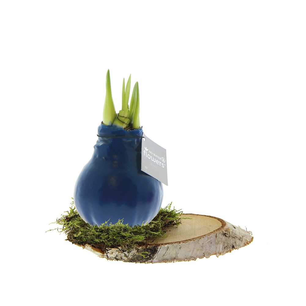 No Water Flowers® - Waxz® on wood - donkerblauw