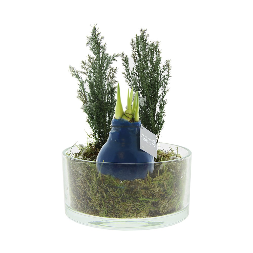 No Water Flowers® - Christmas glass elegance - donkerblauw