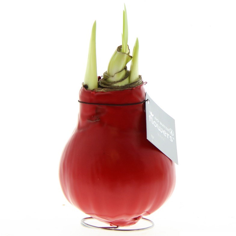 No Water Flowers® - Waxz® Colours - rood
