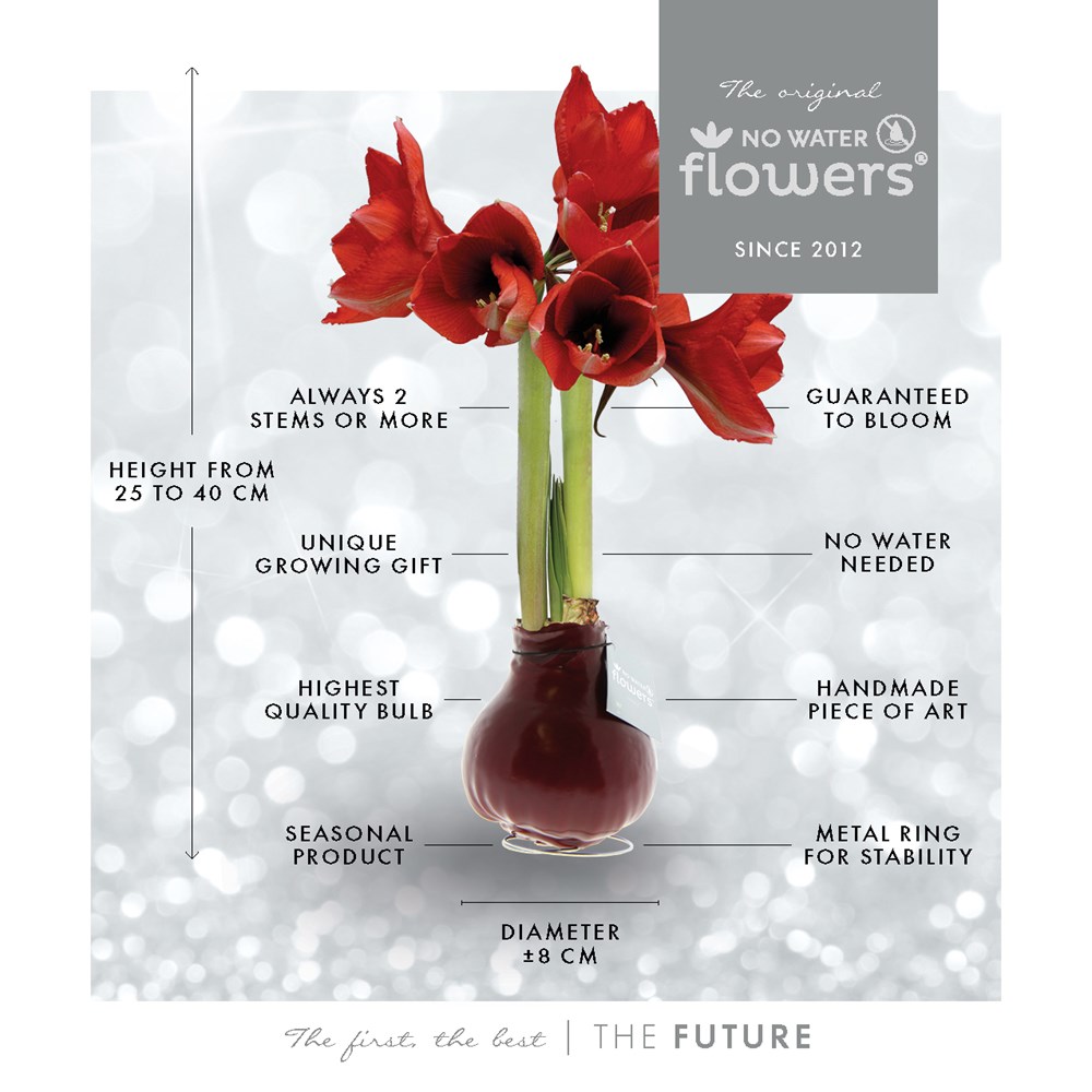 No Water Flowers® - Winter Wonderland, In cellofaan, Donkerblauw