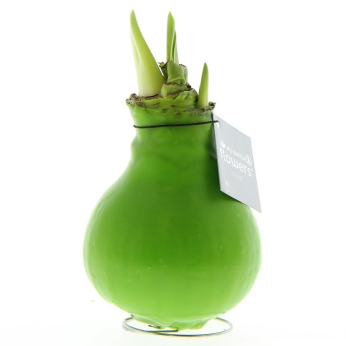 No Water Flowers® - Waxz® Colours - lichtgroen