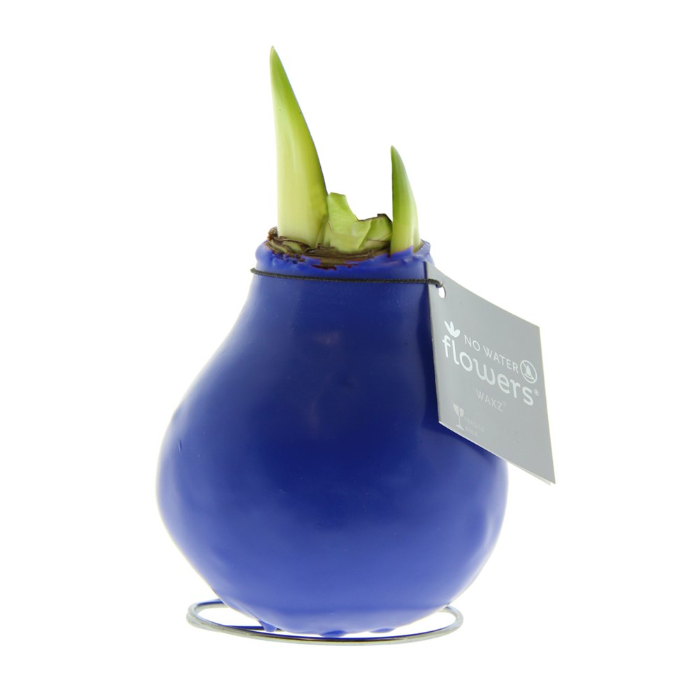 No Water Flowers® - Waxz® Colours - blauw