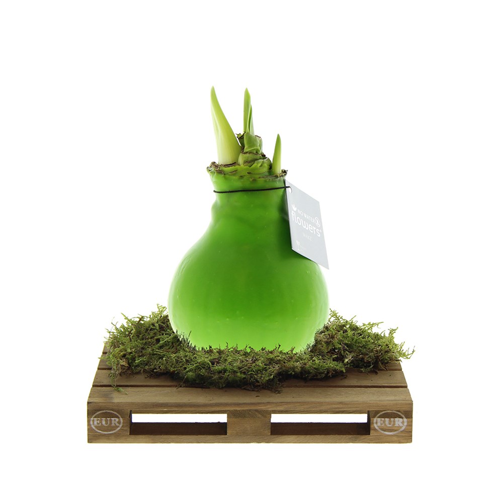No Water Flowers® - Waxz® on pallet - lichtgroen