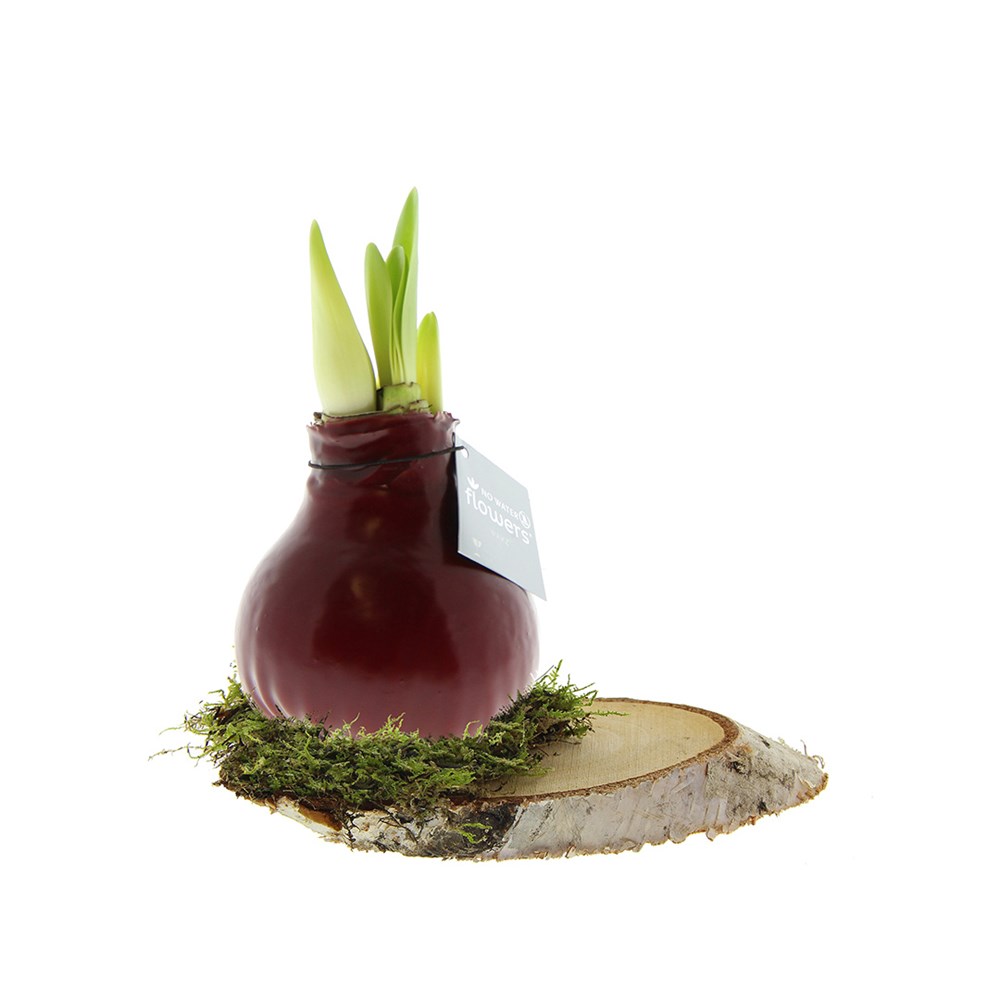 No Water Flowers® - Waxz® on wood - Bordeaux