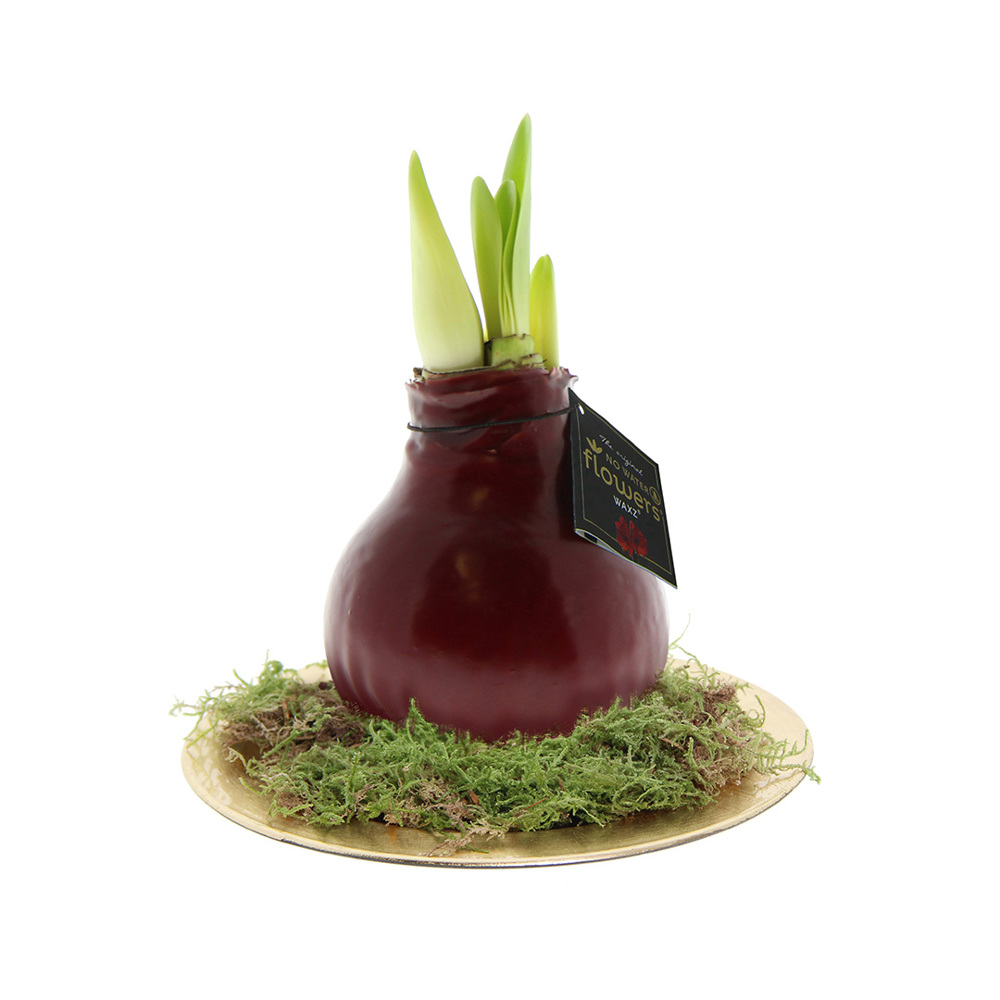 No Water Flowers® - Waxz® on golden dish - Bordeaux