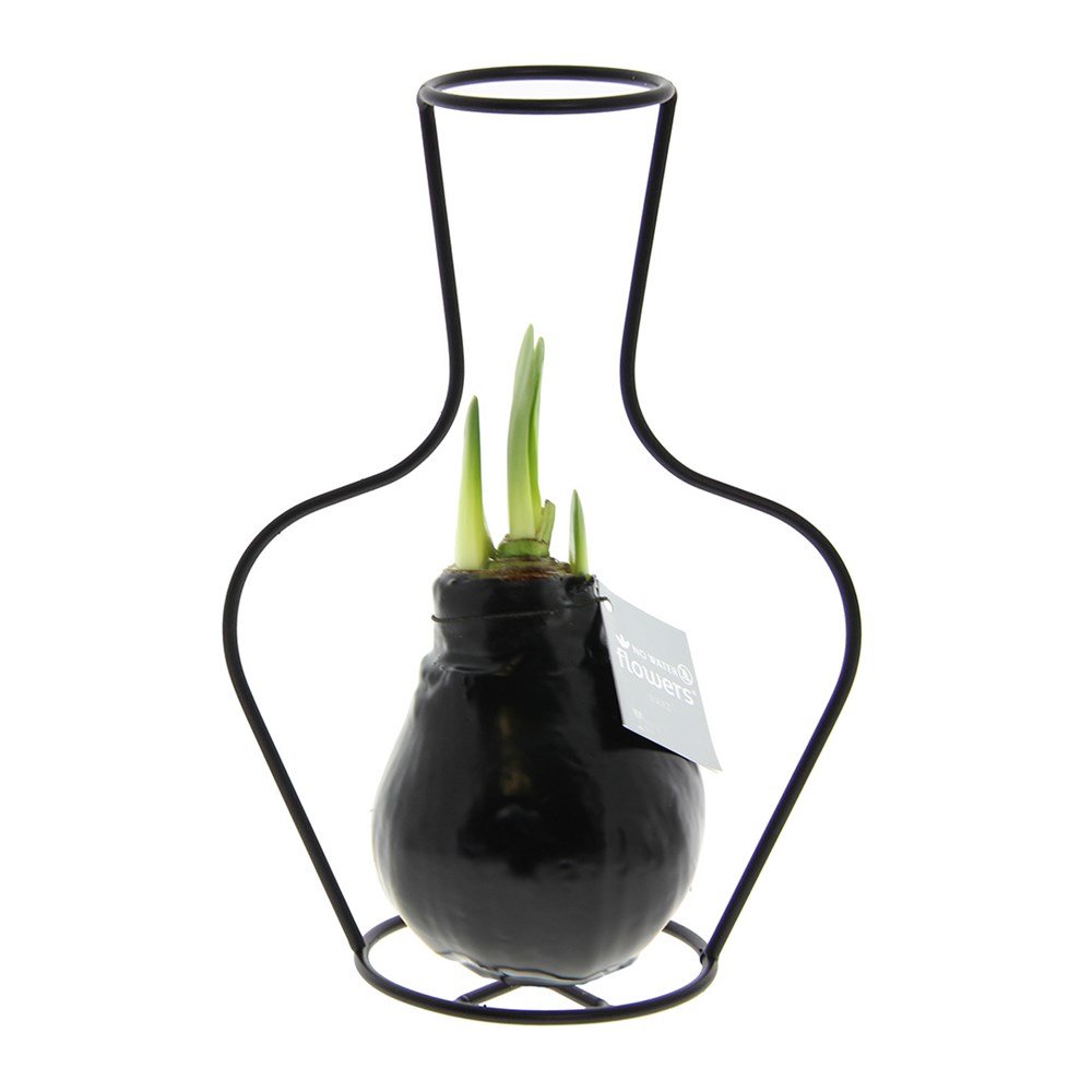 No Water Flowers® - Formz classic - zwart