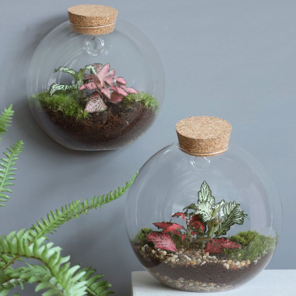 Wardians® Ecosystem - Wall hanger small, Zonder verpakking
