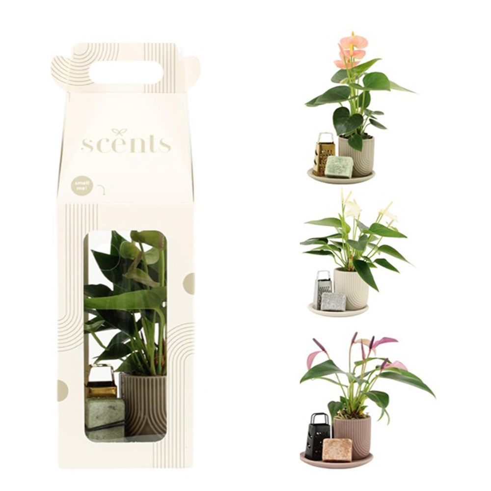 Aromatic Giftset small - Elegant anthurium
