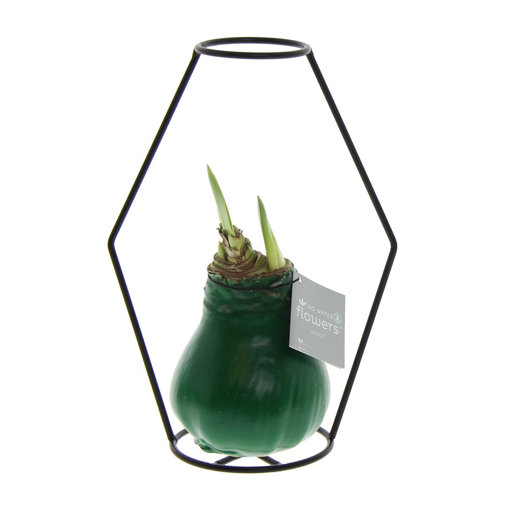 No Water Flowers® - Formz modern - Donkergroen