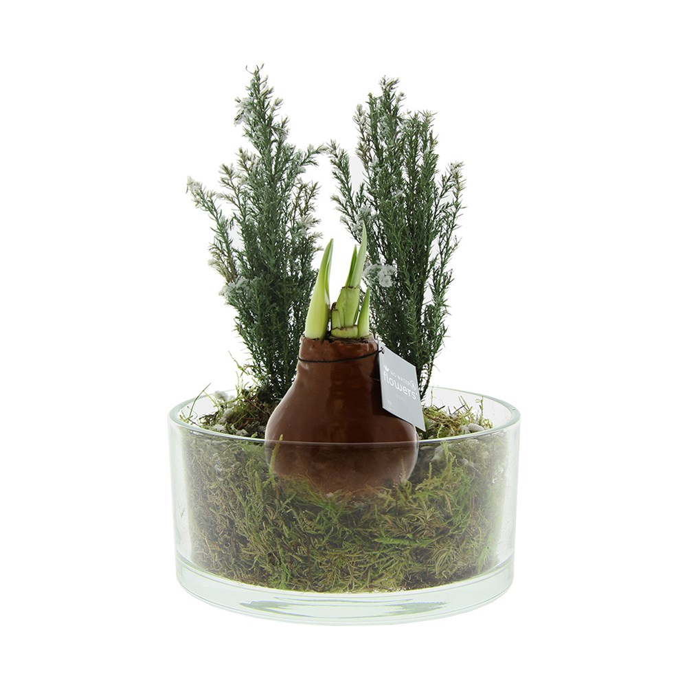 No Water Flowers® - Christmas glass elegance - Koper