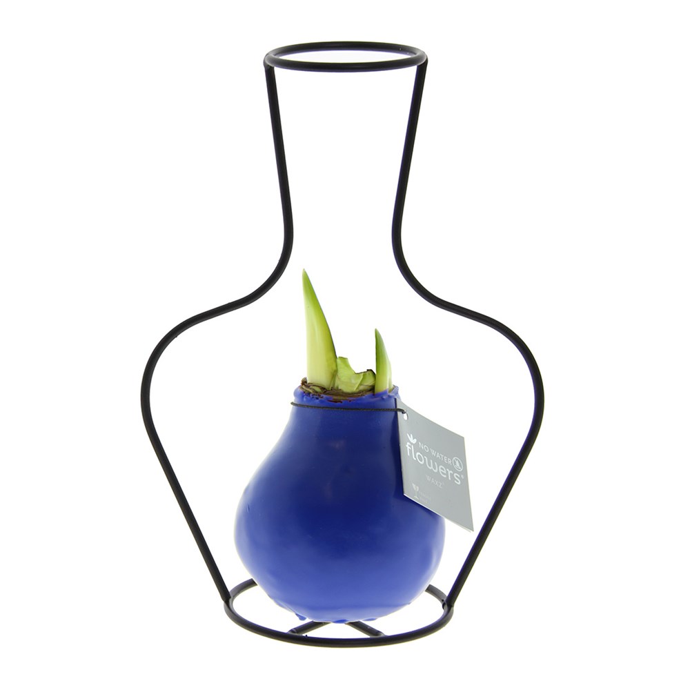 No Water Flowers® - Formz classic - blauw