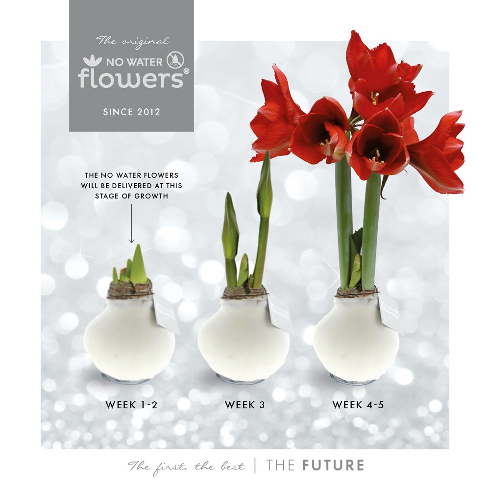 No Water Flowers® - Formz modern, In luxury box, Bordeaux