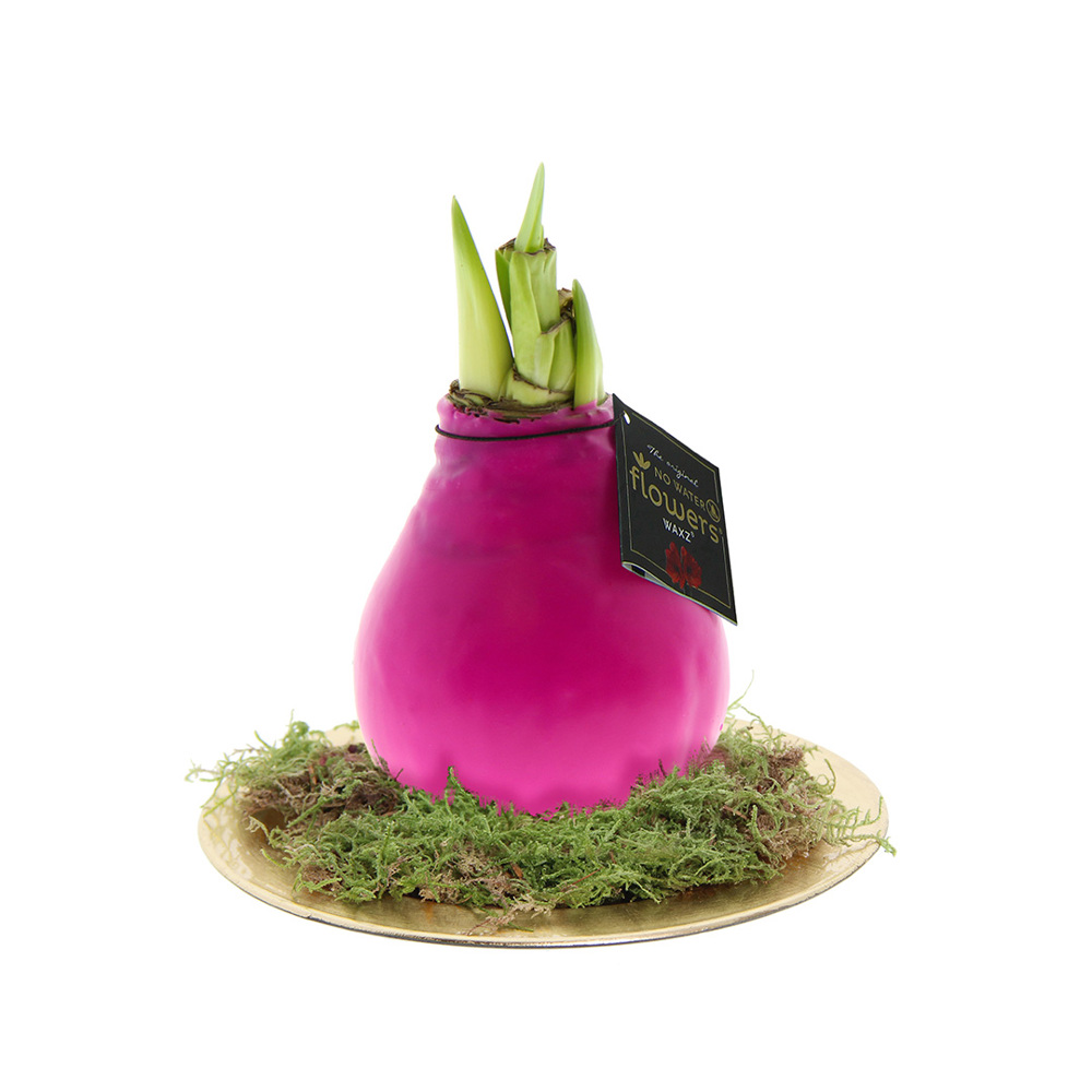 No Water Flowers® - Waxz® on golden dish - roze